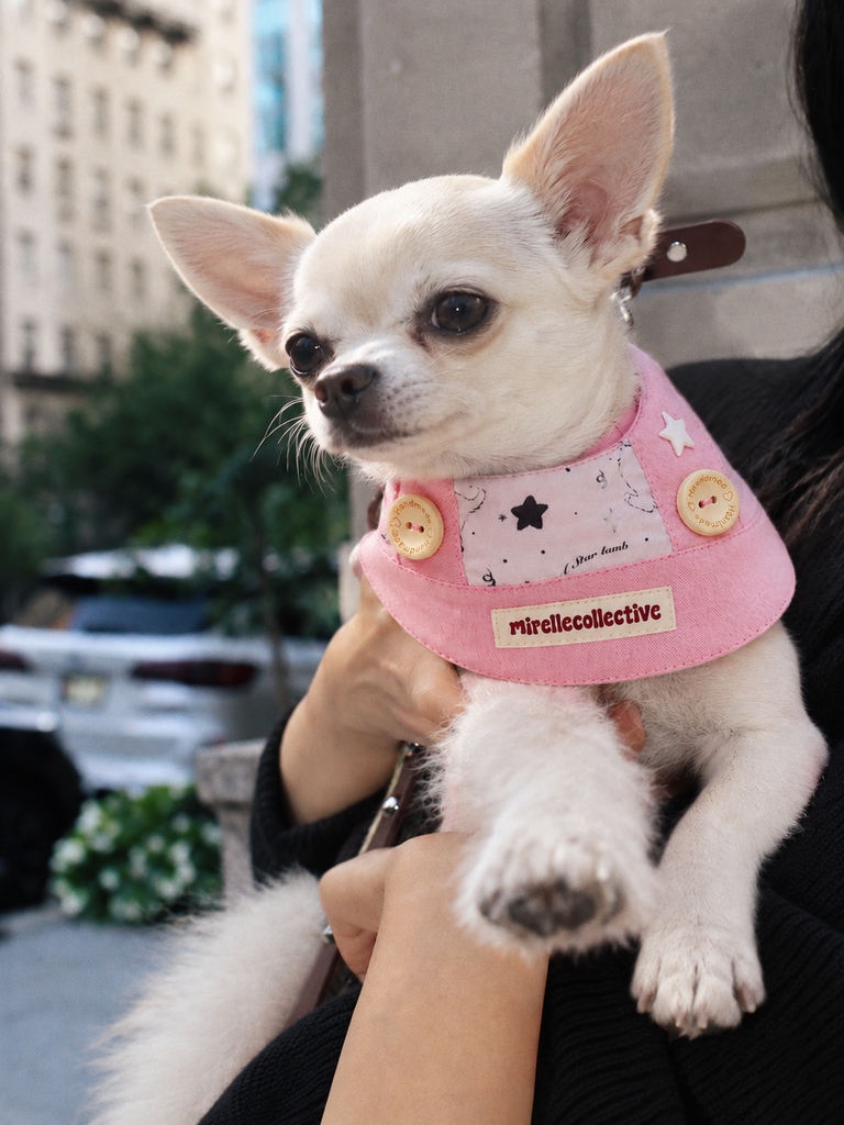 The Art of Pet Styling: How Bandanas and Scarves Bring Personality to Everyday Moments